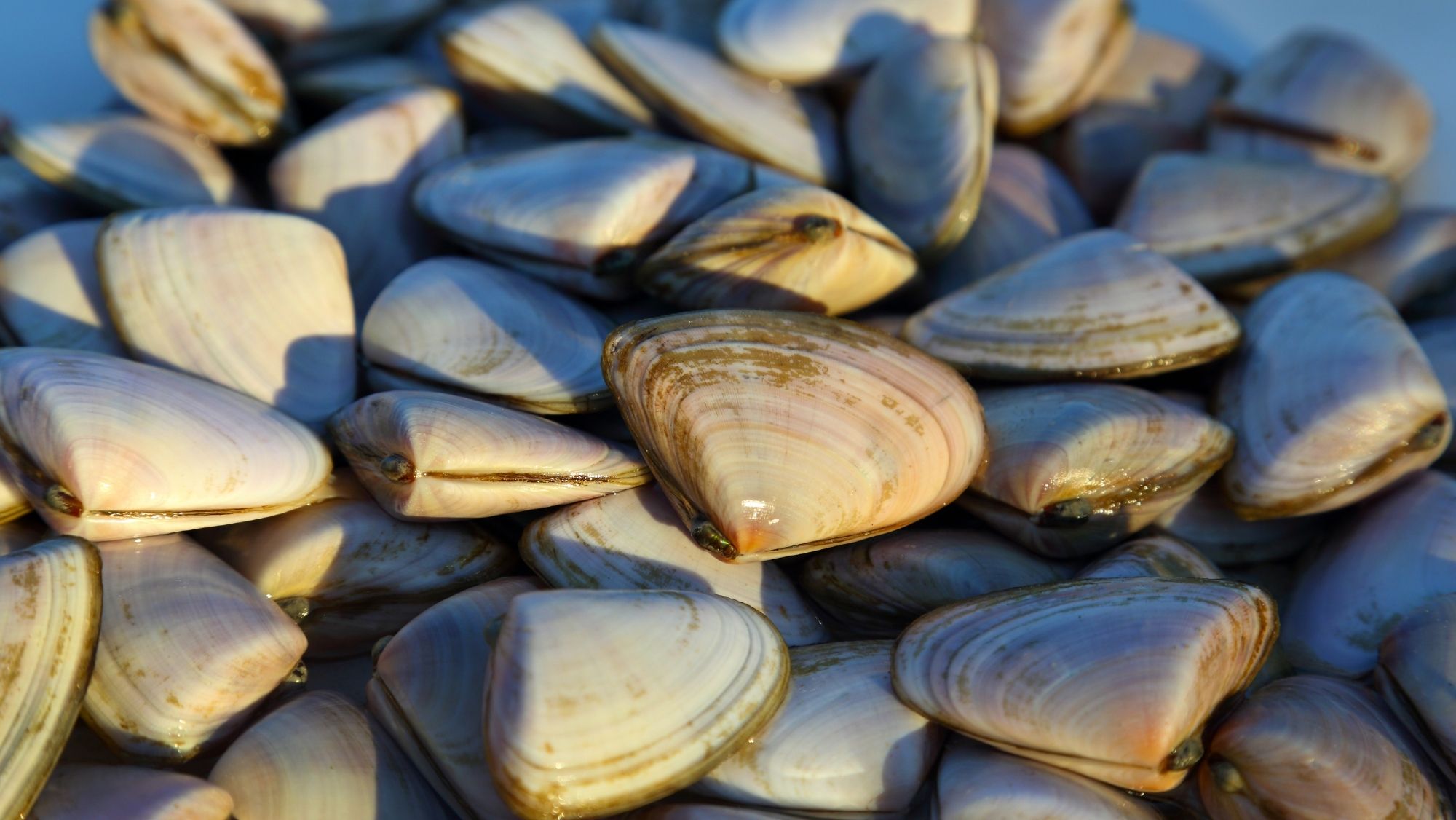 Better, Fresher Shellfish? The Answer is Modern Live Fish Transport
