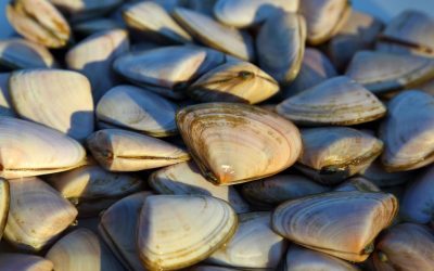 Better, Fresher Shellfish? The Answer is Modern Live Fish Transport Tanks