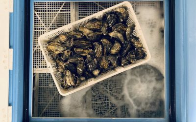As Seen In The Media – Smart Oysters